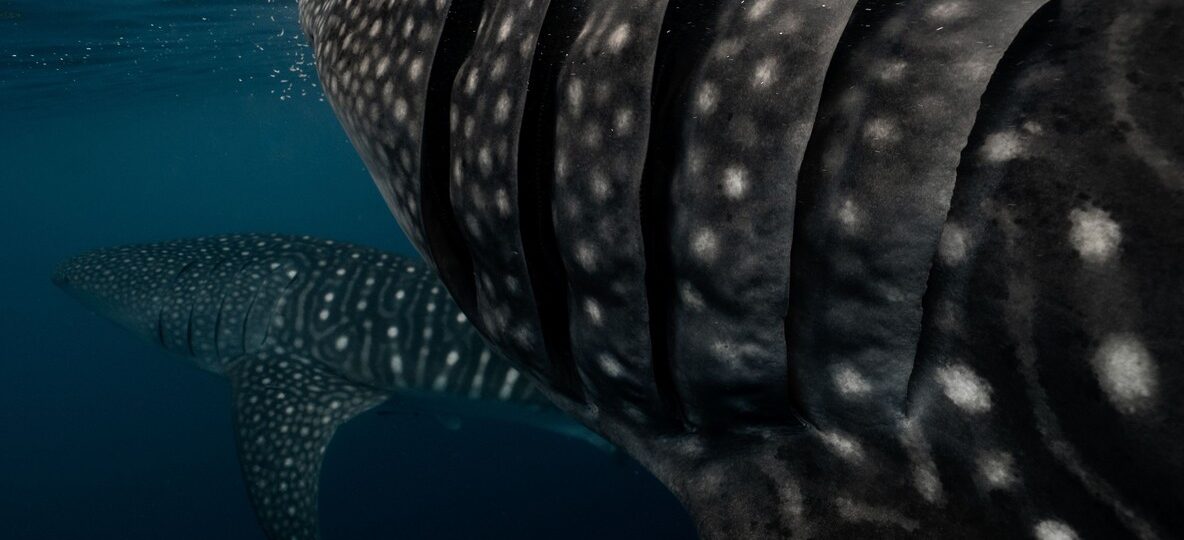 diver visible for scale