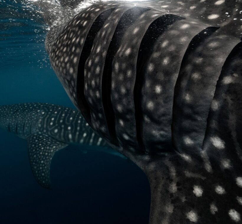 diver visible for scale