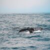 Whale Watching Kenya