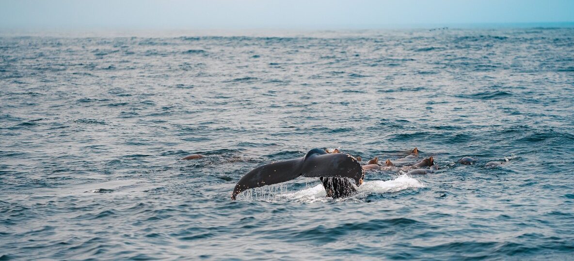 Whale Watching Kenya