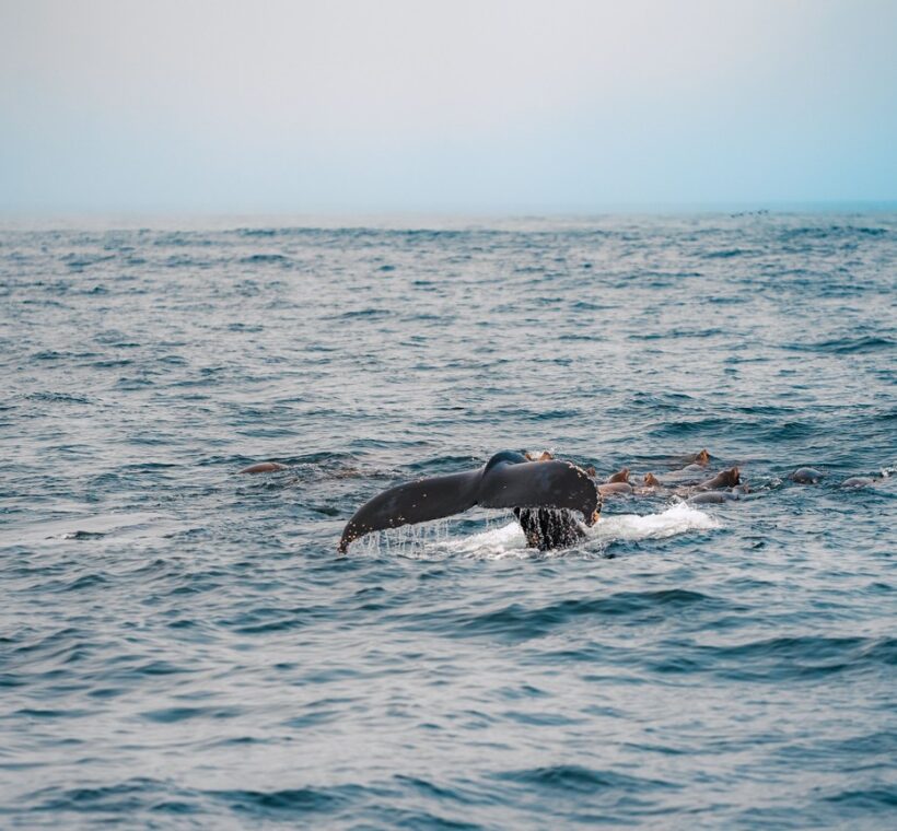 Whale Watching Kenya