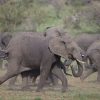 A herd of red-dust-covered elephants walking across open Tsavo savannah at golden hour