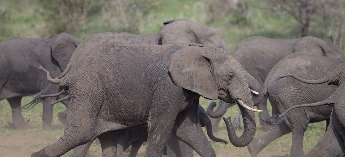 A herd of red-dust-covered elephants walking across open Tsavo savannah at golden hour