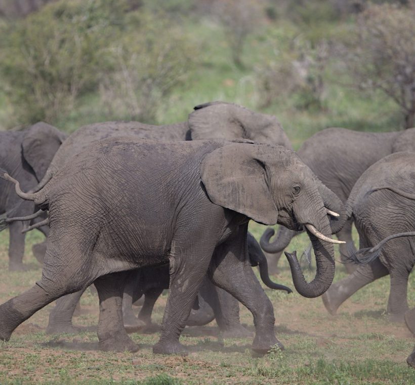 A herd of red-dust-covered elephants walking across open Tsavo savannah at golden hour