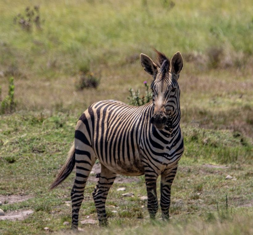 A black rhino grazing at dawn on open savanna grassland in Kenya with acacia trees in the background