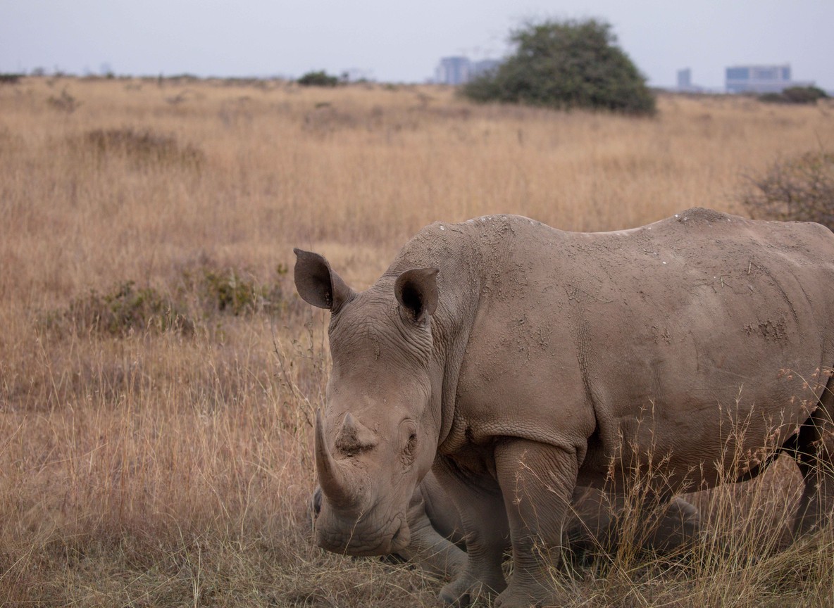 A Kenya Wildlife Service ranger on patrol near a black rhino inside a fenced sanctuary