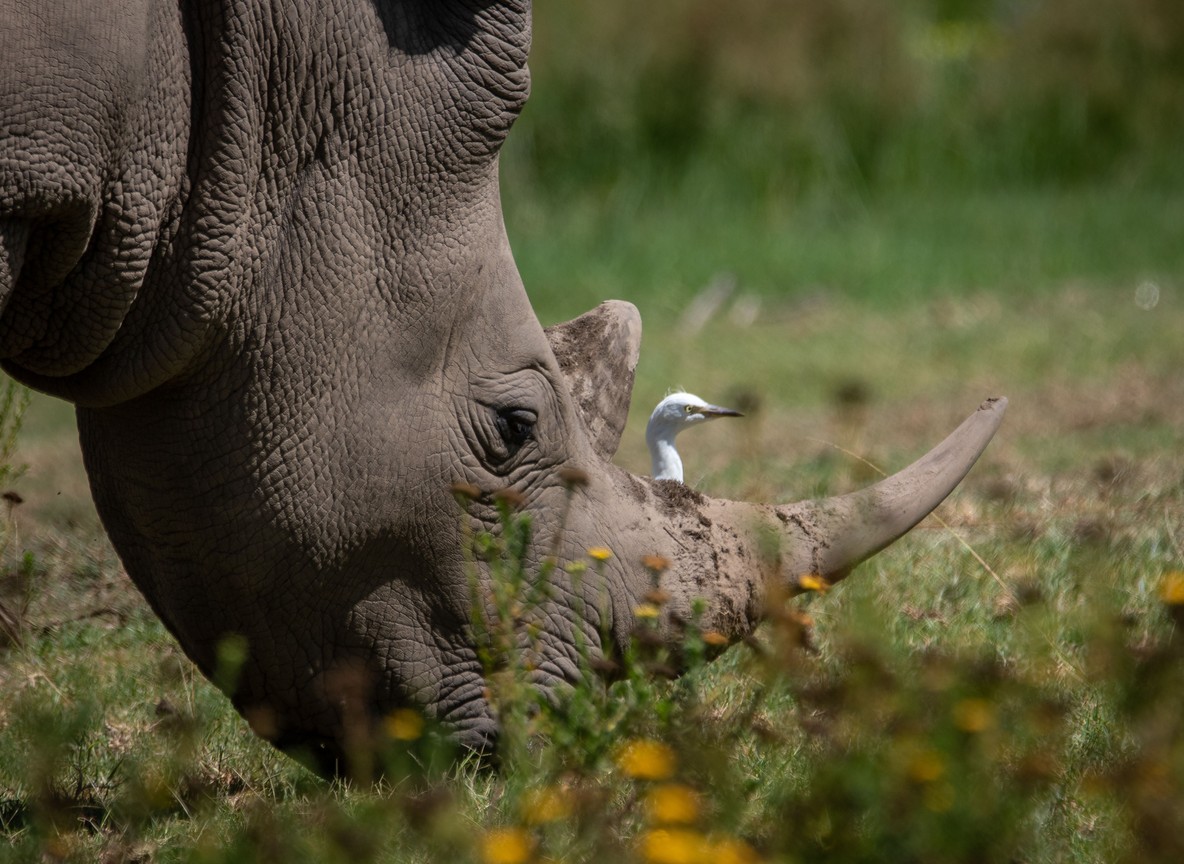A black rhino and calf standing near acacia bushland inside Lake Nakuru National Park with flamingos visible on the lake behind them