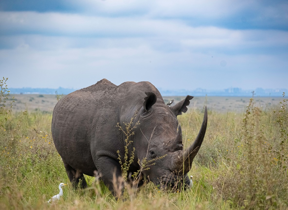 A Trunktrails Safaris guide pointing out a black rhino to guests from a safari vehicle at Ol Pejeta Conservancy