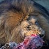 where to see lions kenya - male lion resting in golden grass at sunrise in the Maasai Mara