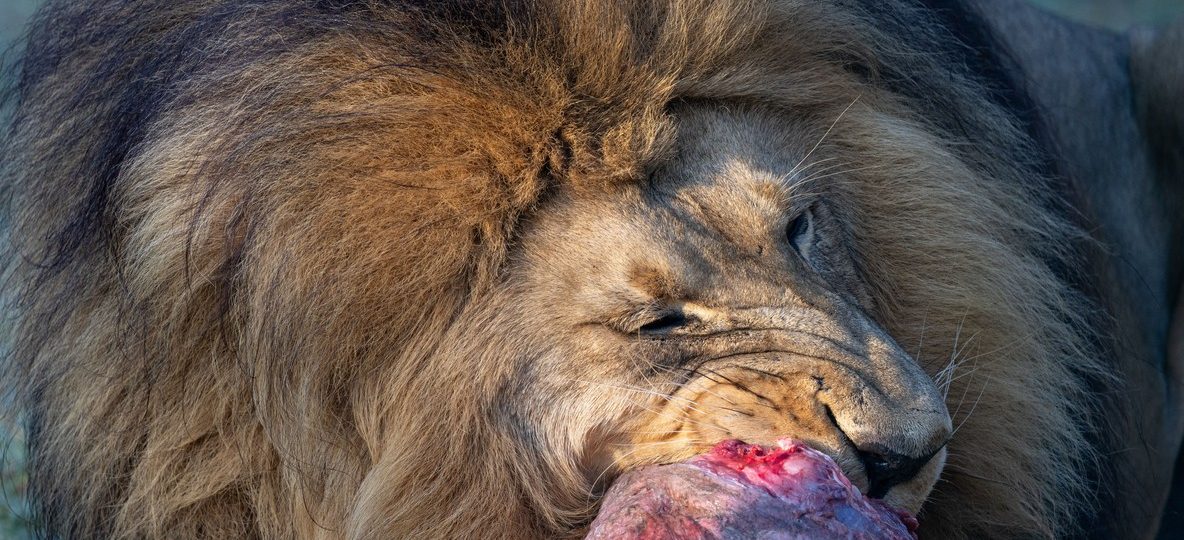 where to see lions kenya - male lion resting in golden grass at sunrise in the Maasai Mara