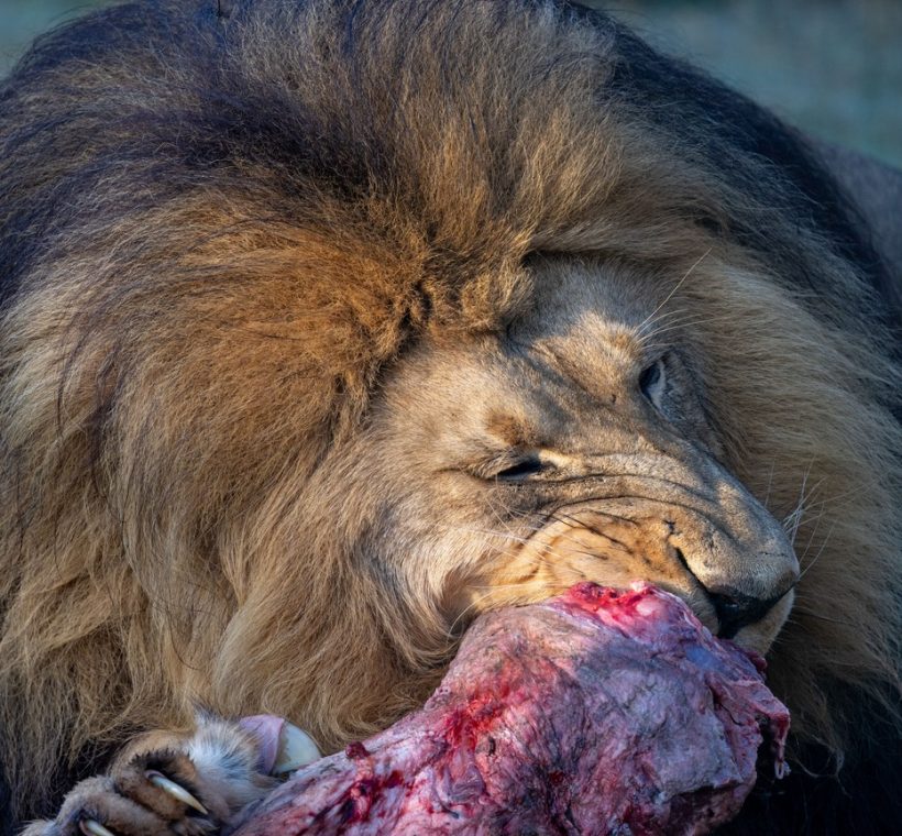 where to see lions kenya - male lion resting in golden grass at sunrise in the Maasai Mara