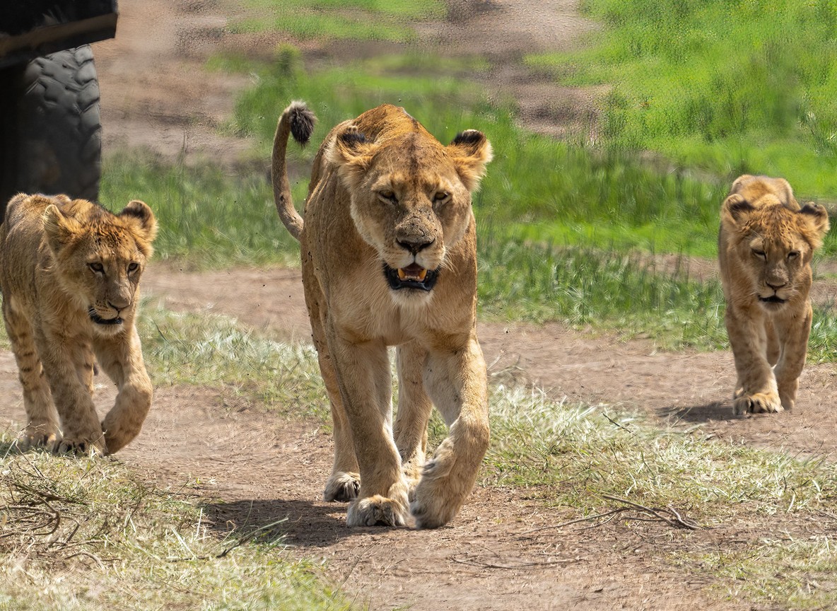 lioness and cubs with Mount Kilimanjaro in the background in Amboseli National Park