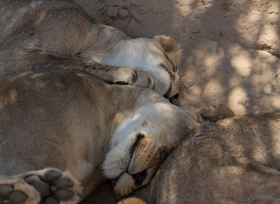 lion pride resting under an acacia tree in the dry red-oat grass of Tsavo