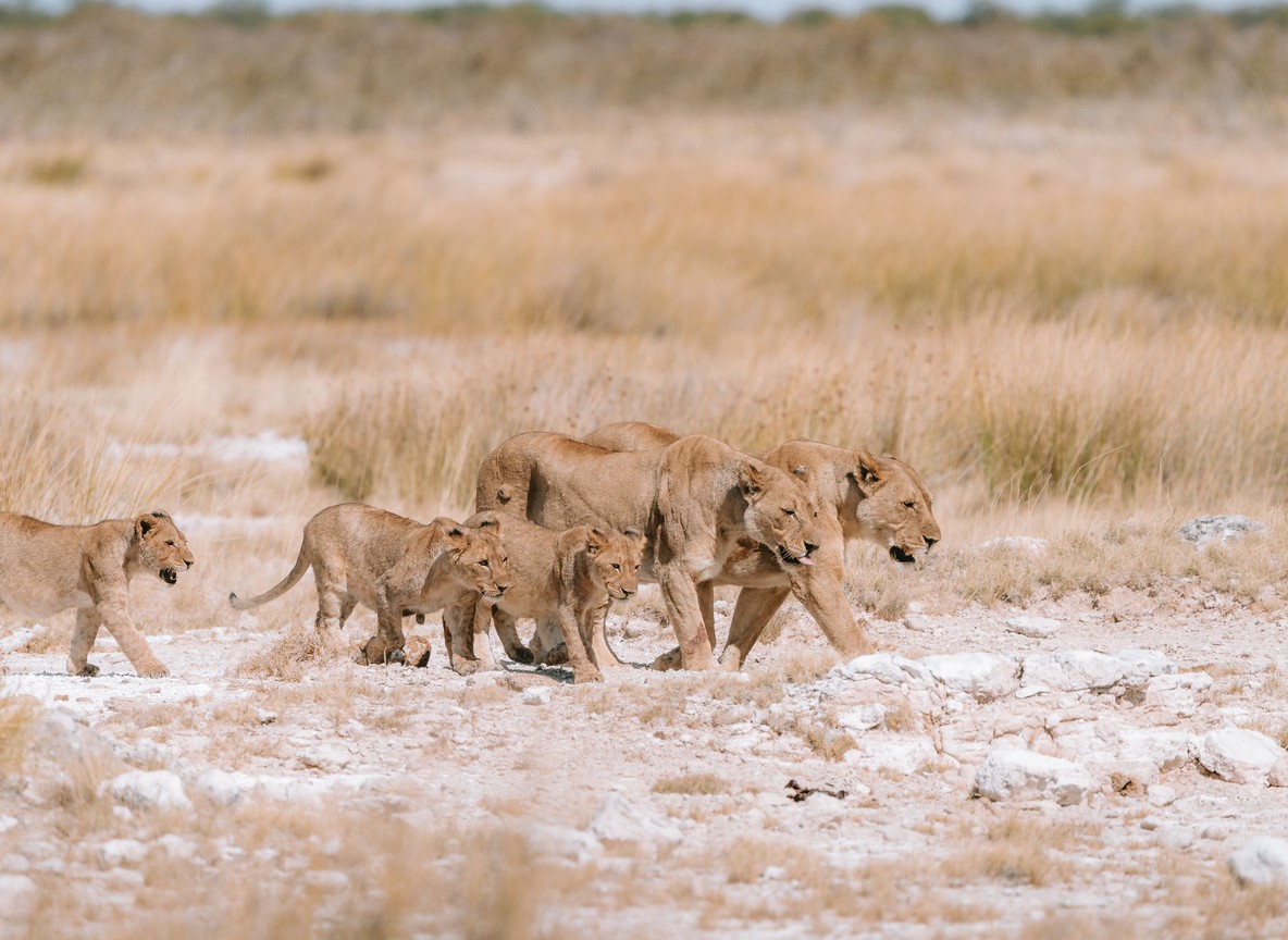lion walking across open savannah grassland on a private conservancy in Laikipia