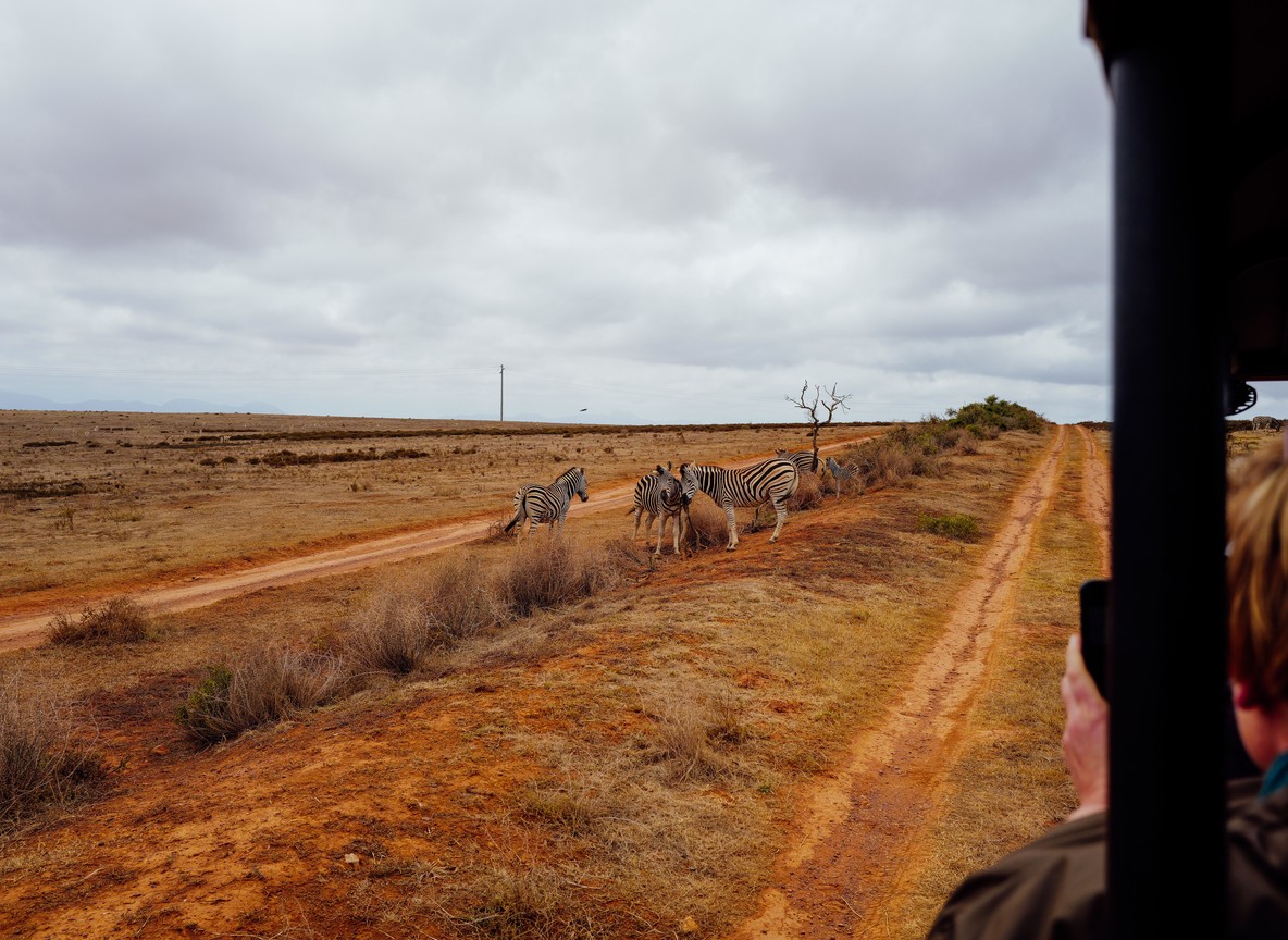 safari vehicle with tourists photographing a lion at close range during a game drive in Kenya