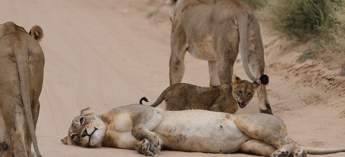 A pride of lions resting on an open plain in the Maasai Mara at golden hour, one of the reasons why Kenya is best safari country in 2026