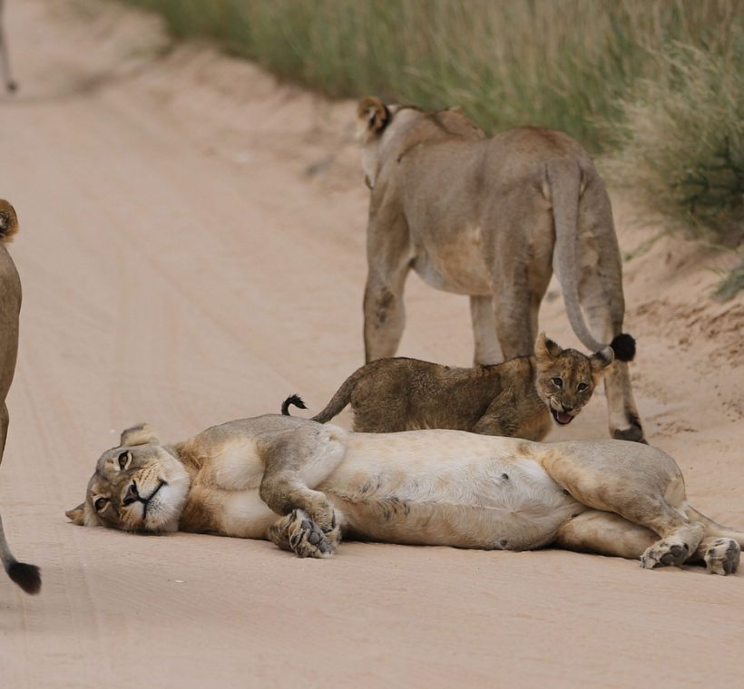 A pride of lions resting on an open plain in the Maasai Mara at golden hour, one of the reasons why Kenya is best safari country in 2026