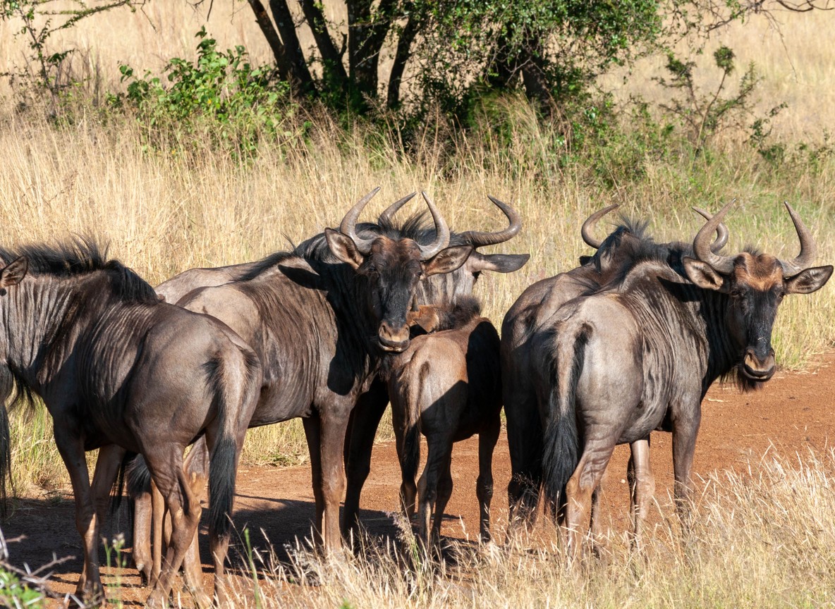 Wildebeest and zebras crossing the Mara River with a crocodile visible in the water