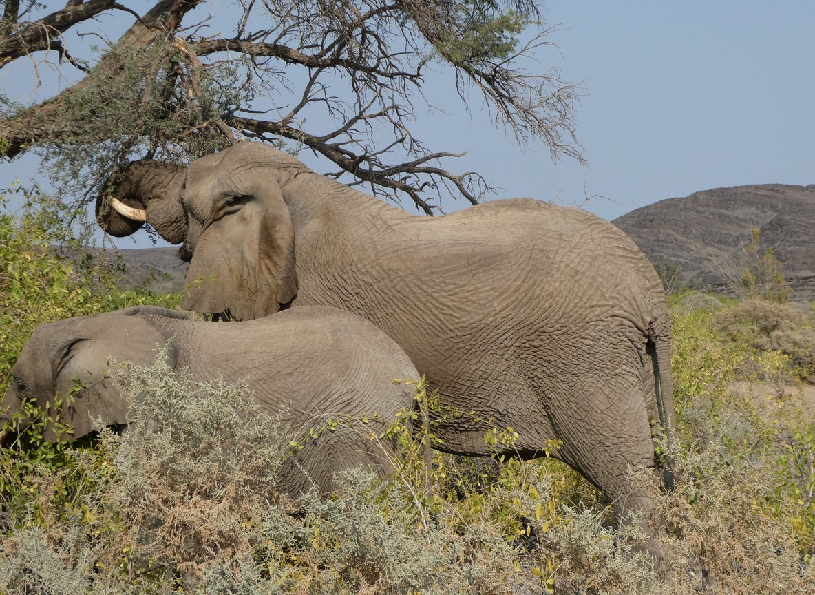 An elephant herd walking across the Amboseli plains with Mount Kilimanjaro visible in the background