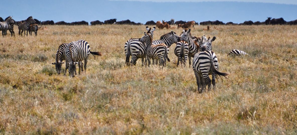 A pride of lions resting in golden grass in the Masai Mara, Kenya