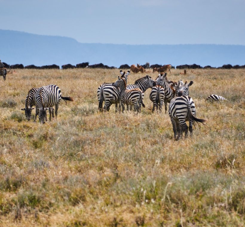 A pride of lions resting in golden grass in the Masai Mara, Kenya