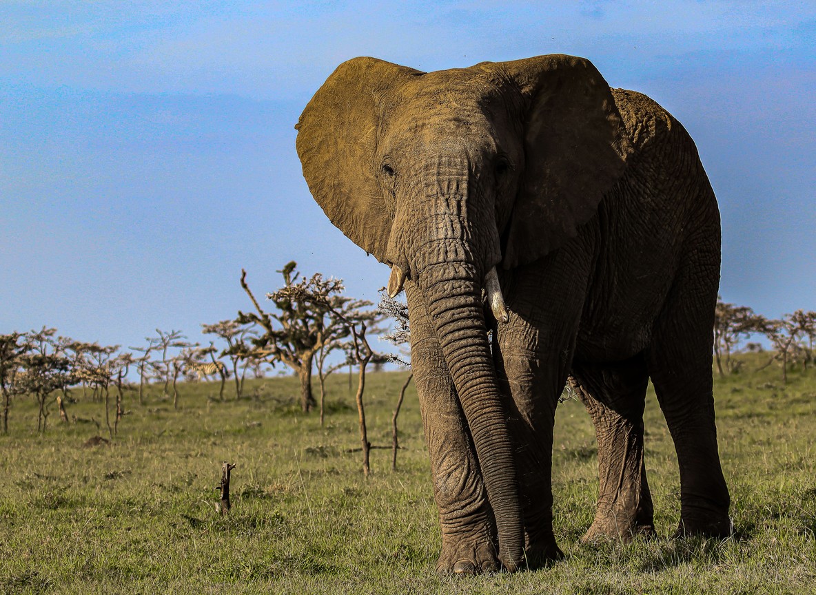 Kenyan conservancy landscape, warm late afternoon light -- no text overlay, no collage, no multi-panel, no typography, pure photography, single continuous scene