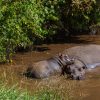 Kenya low carbon sustainable tourism scene at Lake Naivasha with hippos surfacing at dawn