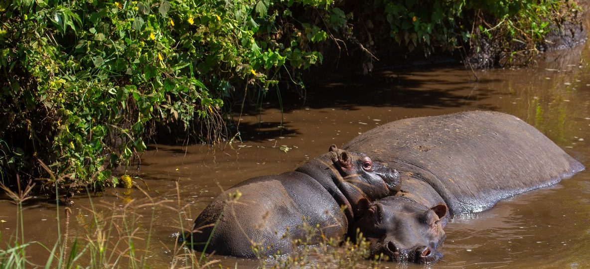 Kenya low carbon sustainable tourism scene at Lake Naivasha with hippos surfacing at dawn