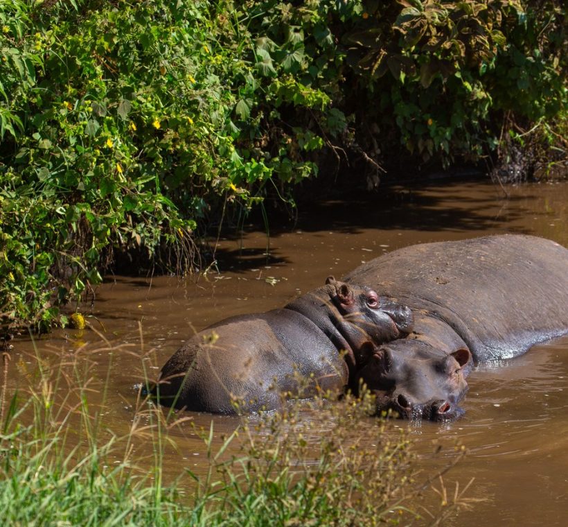 Kenya low carbon sustainable tourism scene at Lake Naivasha with hippos surfacing at dawn