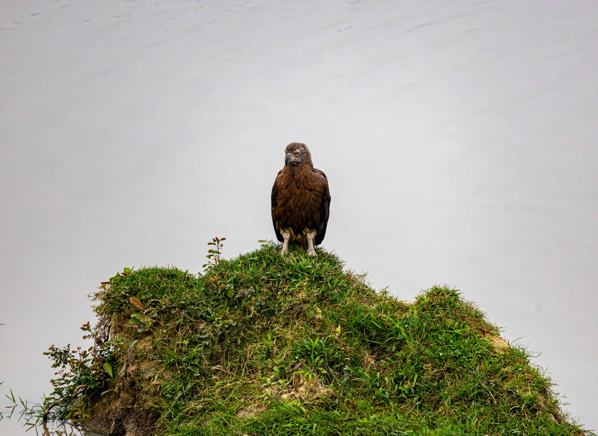 A fish eagle perched over Lake Naivasha in Kenya, part of the country's protected wildlife habitat