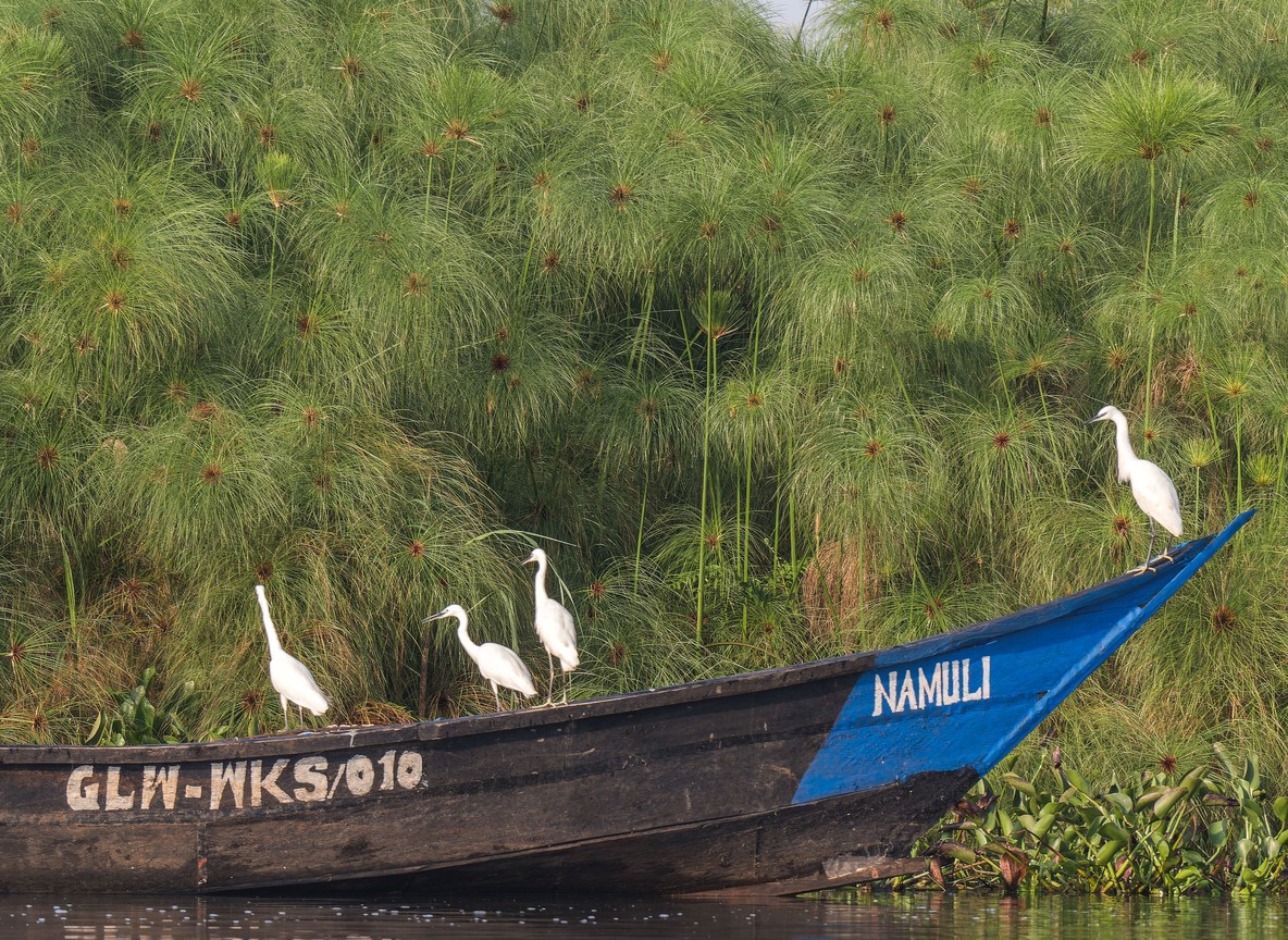 A boat safari gliding past papyrus reeds and birdlife on Lake Naivasha, a low-impact way to view Kenyan wildlife