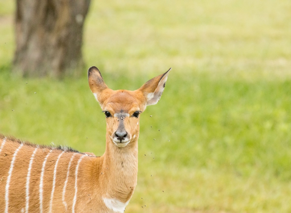 Plains game grazing near the lakeshore on Crescent Island, Kenya, an example of low-impact wildlife viewing