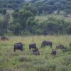 Wildebeest herds stretching across the Masai Mara plains at golden hour with acacia trees in the distance