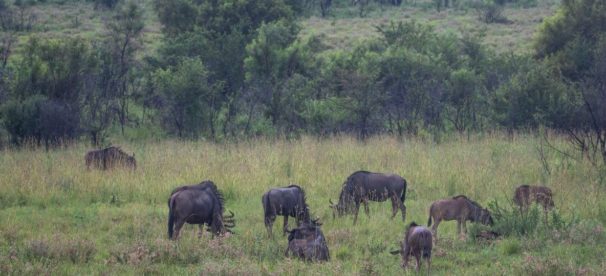 Wildebeest herds stretching across the Masai Mara plains at golden hour with acacia trees in the distance