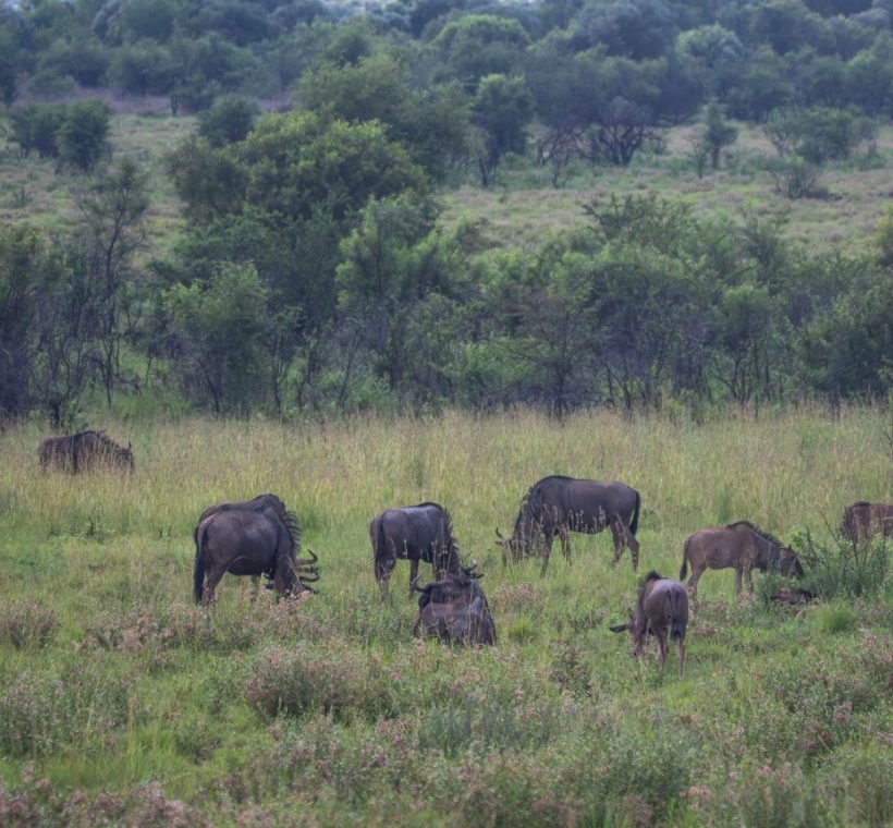 Wildebeest herds stretching across the Masai Mara plains at golden hour with acacia trees in the distance