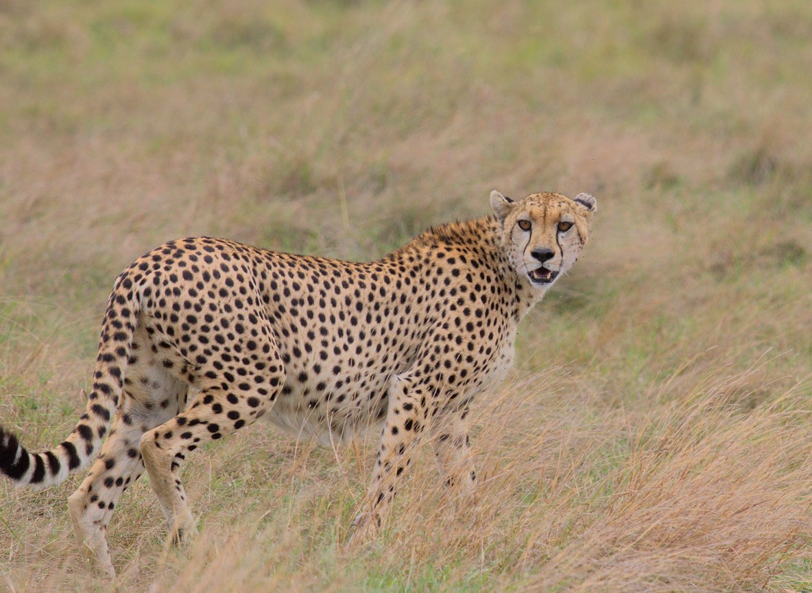 Cheetah scanning the open Masai Mara plains with wildebeest herds visible in the background