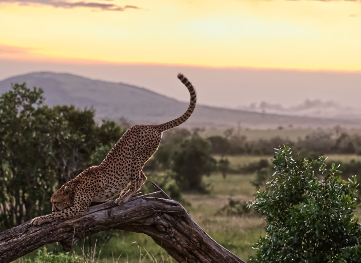 A cheetah scanning the open savannah plains from a low mound in the Masai Mara, Kenya