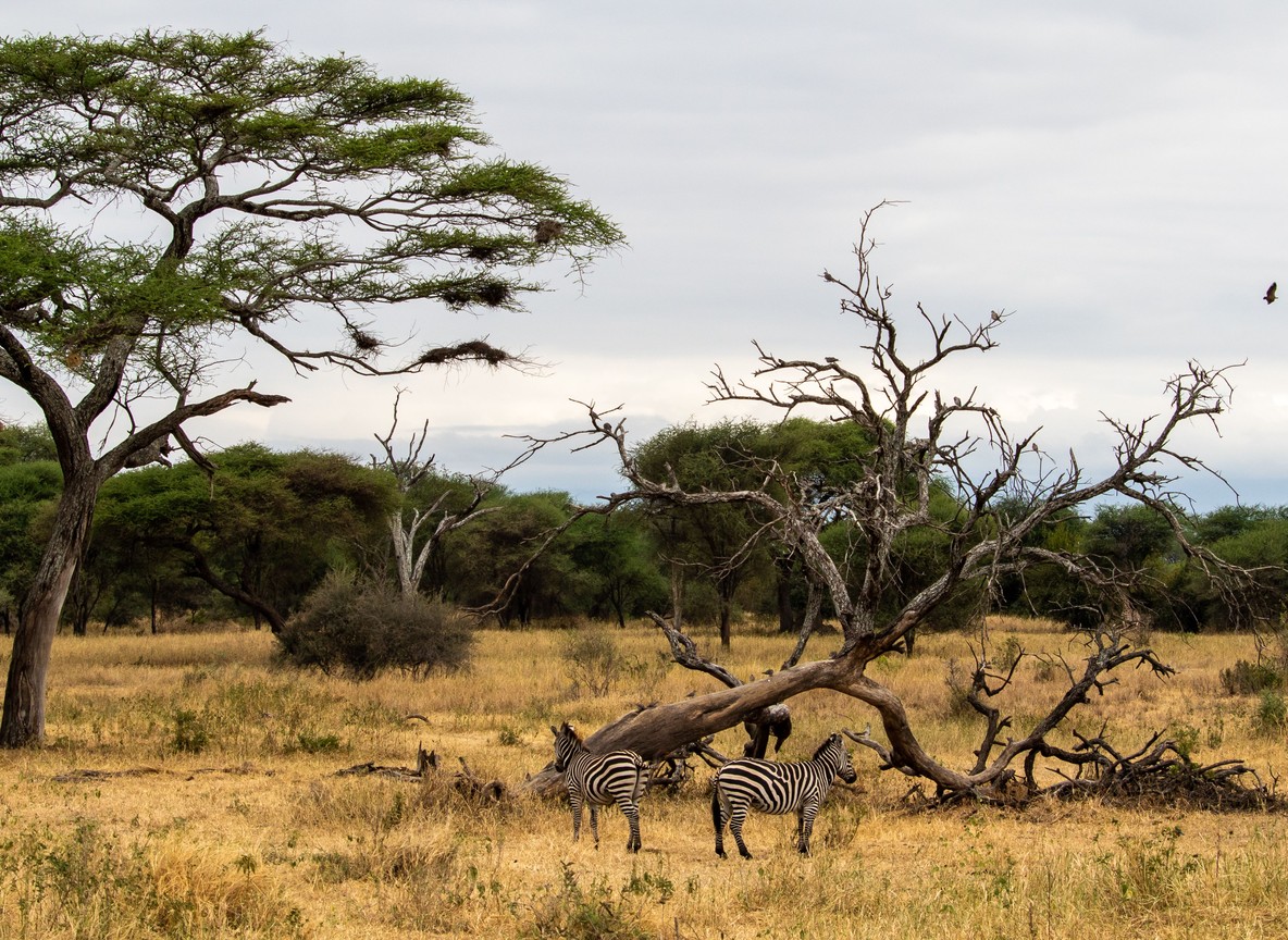 A herd of elephants walking past flat-topped acacia trees on the open plains of the Masai Mara