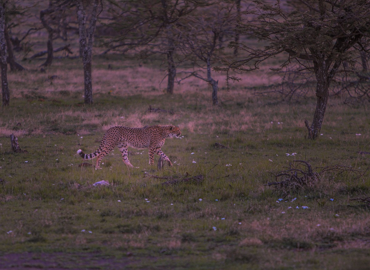 A family group on a guided game drive vehicle watching wildlife along the Mara River near Musiara Marsh, Kenya