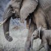 A collared adult elephant and its calf, part of the elephant populations Kenyan conservation organizations work to protect