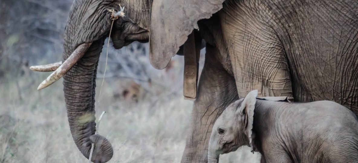 A collared adult elephant and its calf, part of the elephant populations Kenyan conservation organizations work to protect