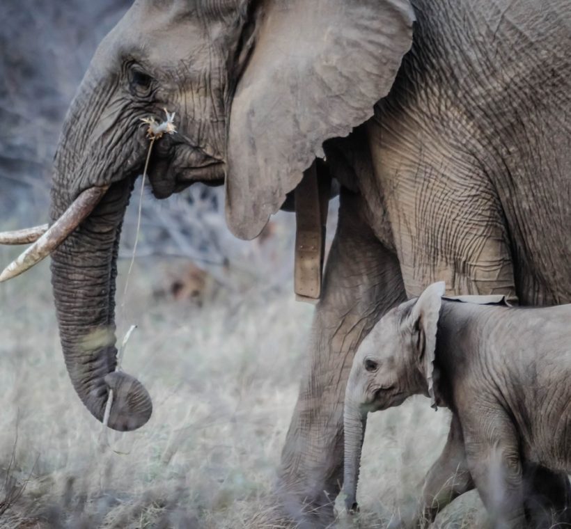 A collared adult elephant and its calf, part of the elephant populations Kenyan conservation organizations work to protect