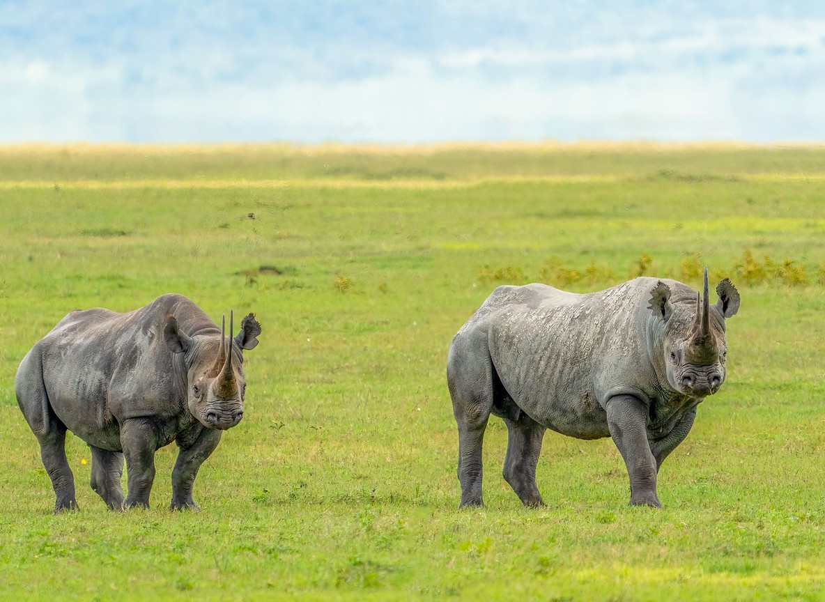 Two black rhinos grazing on open savanna grassland in a Laikipia conservancy