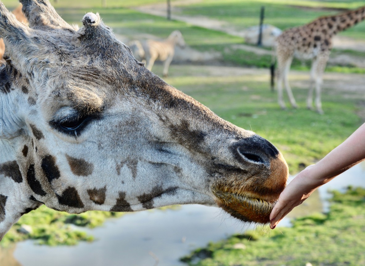 A Rothschild's giraffe being hand-fed by a visitor at a Nairobi giraffe conservation centre
