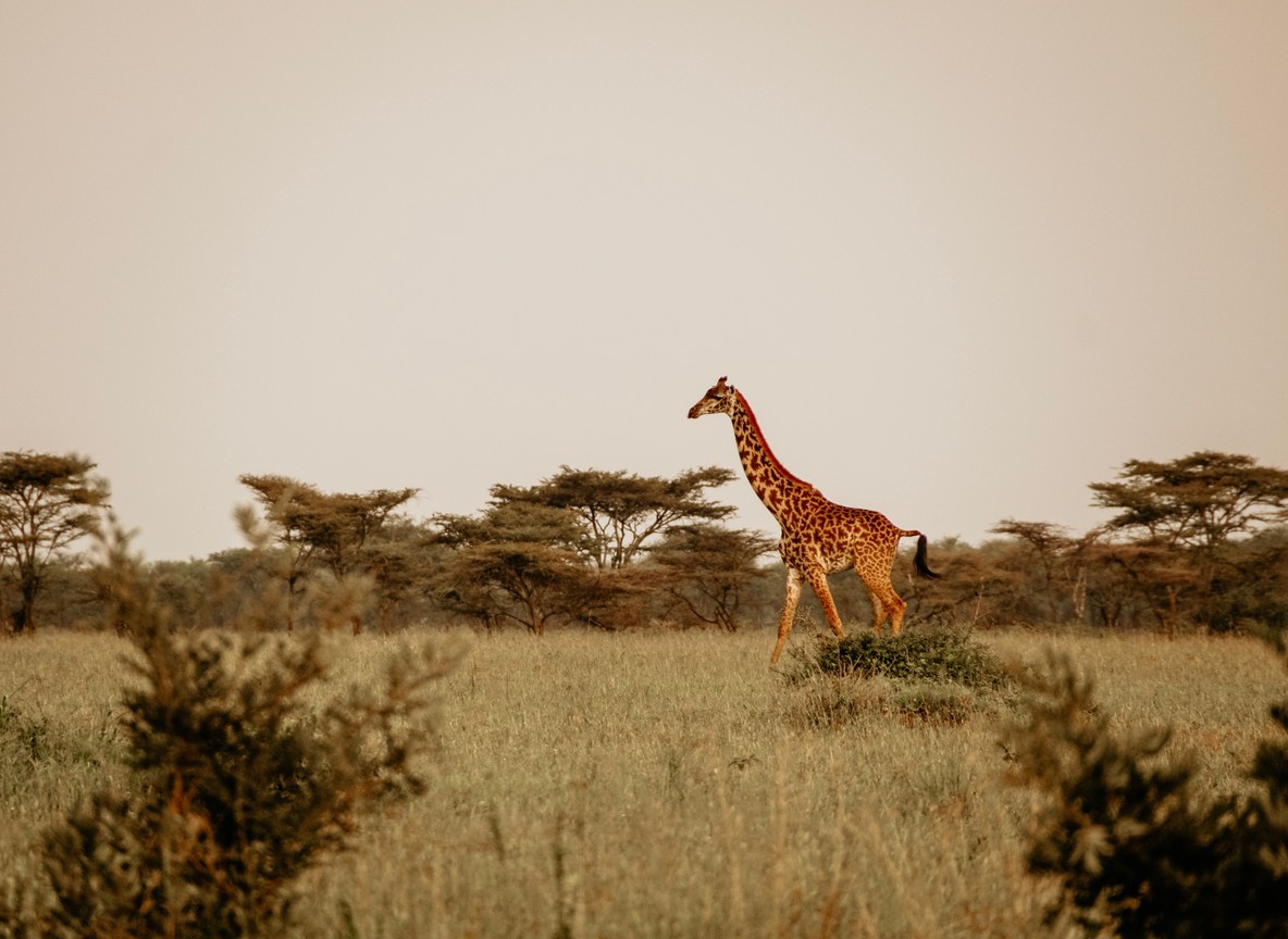 A ranger in green uniform observing a herd of reticulated giraffe on a private conservancy in northern Kenya