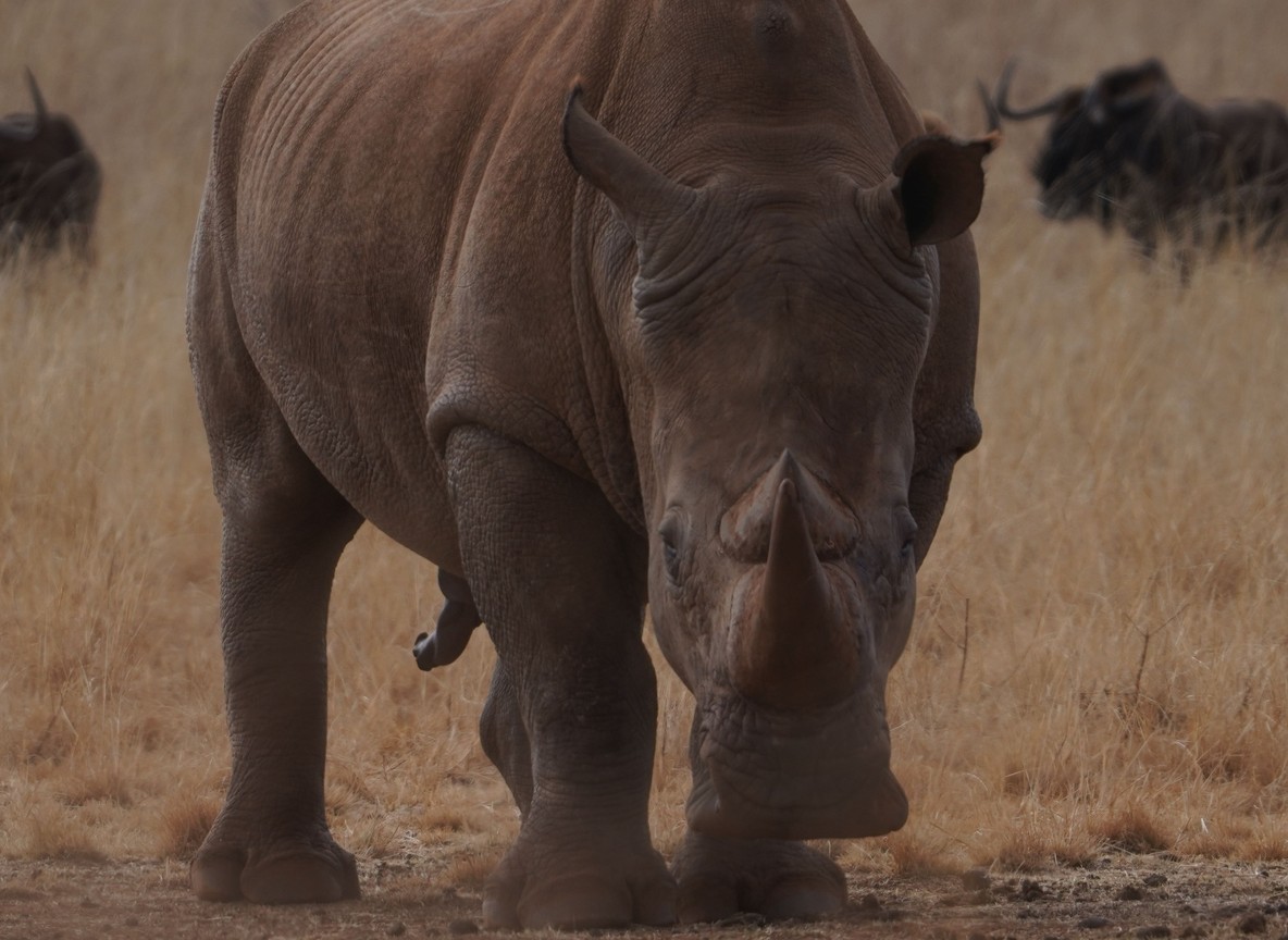 Kenya