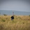 A woman ranger in uniform scanning the Amboseli plains at dawn with binoculars