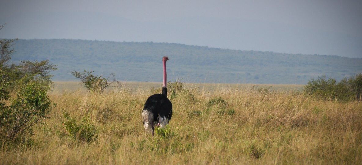 A woman ranger in uniform scanning the Amboseli plains at dawn with binoculars