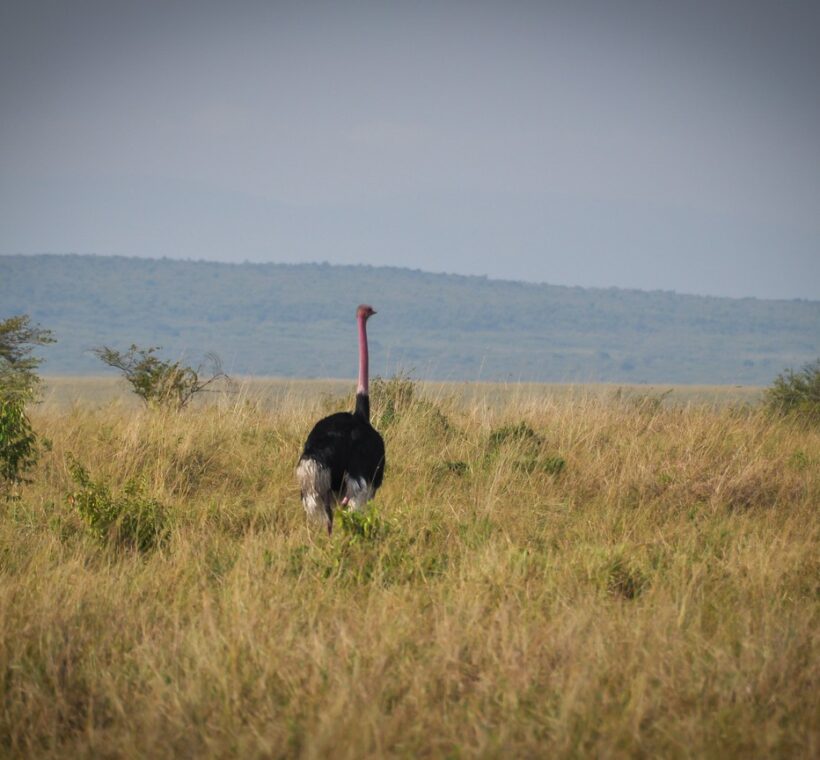 A woman ranger in uniform scanning the Amboseli plains at dawn with binoculars