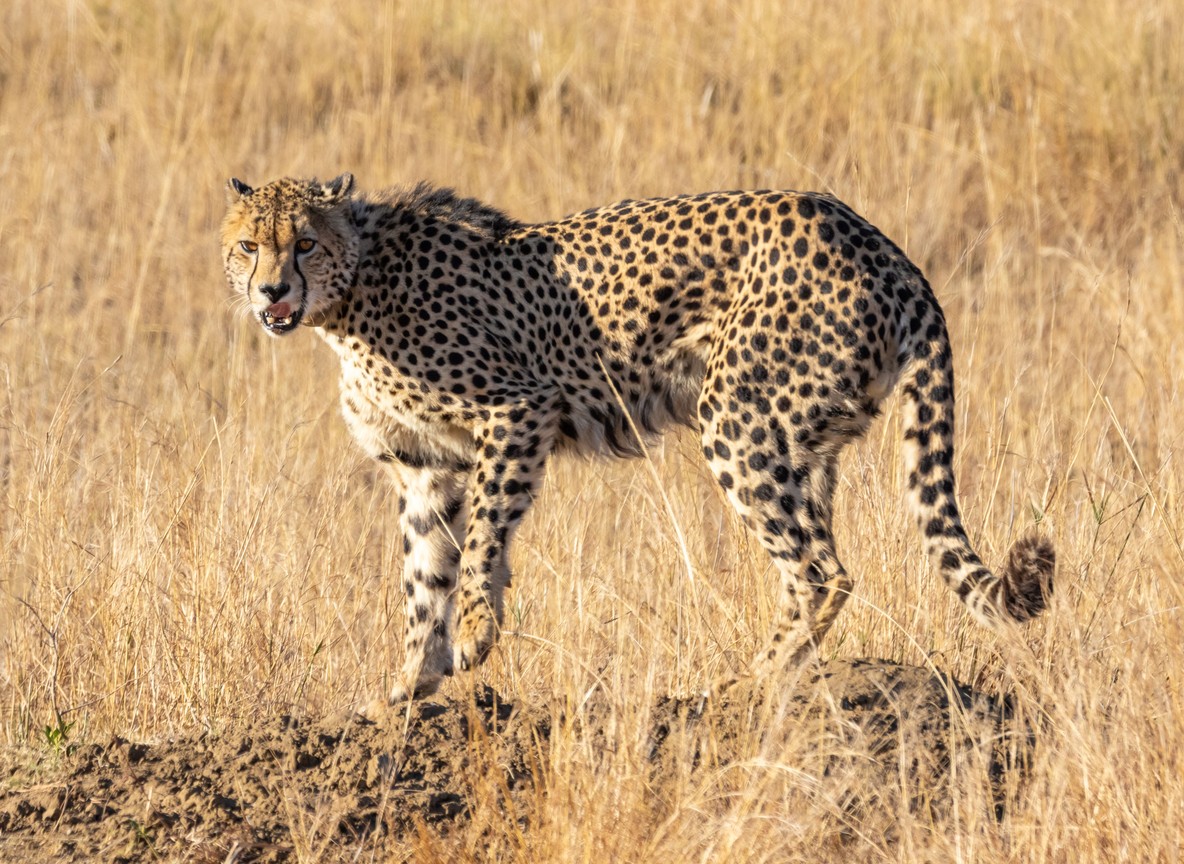 Safari travelers applying insect repellent before a game drive at dusk